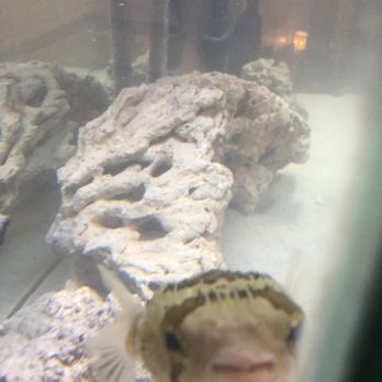 seaside tropical fish 231