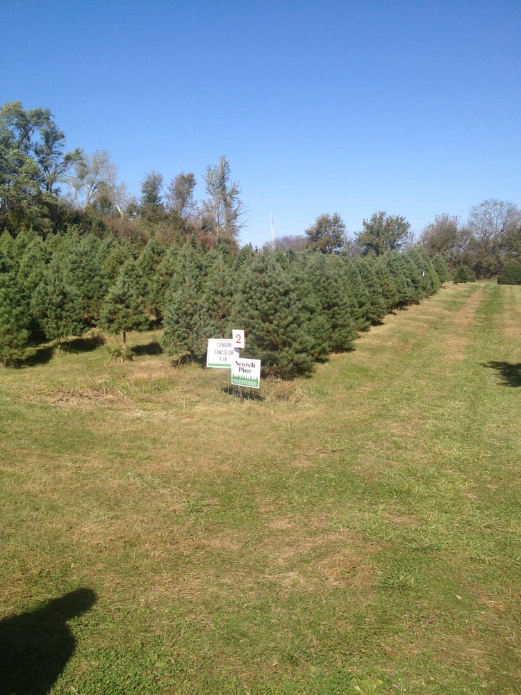 bennington pines christmas tree farm クリスマスツリー nebraska bennington pines christmas tree farm クリスマスツリー nebraska
