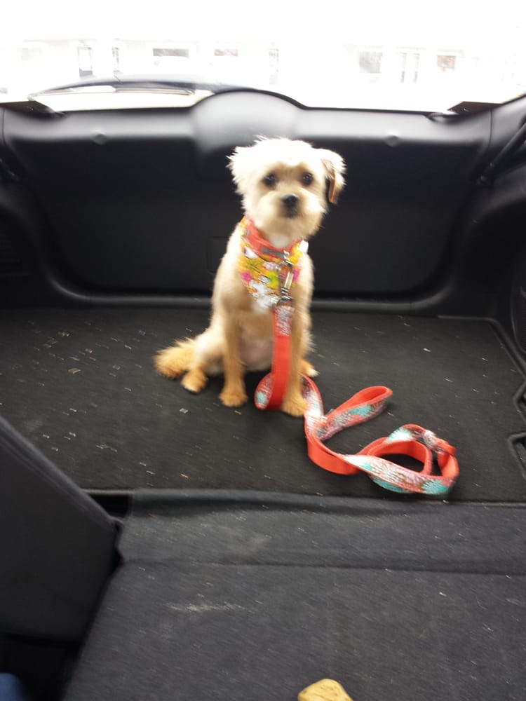 Classy Canine Pet Grooming Pet Sitting 2811 Reidville Rd