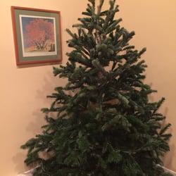 photo of three kings christmas tree lot lakewood ca united states balsam - Cheap Real Christmas Trees For Sale photo of three kings christmas tree lot lakewood ca united states balsam - Cheap Real Christmas Trees For Sale