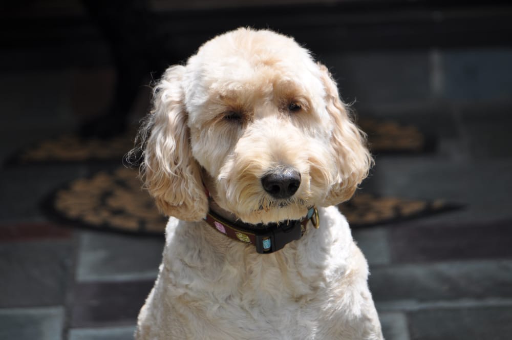 dan's dog walking and pet sitting