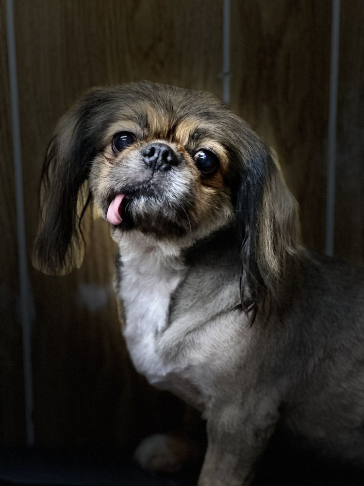 Cherryville Animal Boarding and Grooming