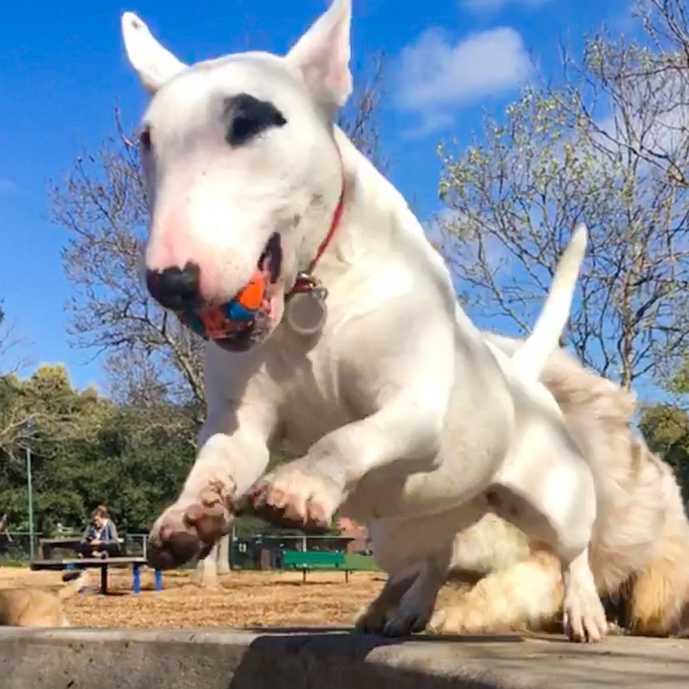 Ted's Fantastic Dog Sitting