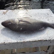 gulfstream party fishing boat key largo fl gulfstream party fishing boat 22 photos 14 reviews gulfstream party fishing boat key largo fl gulfstream party fishing boat 22 photos 14 reviews