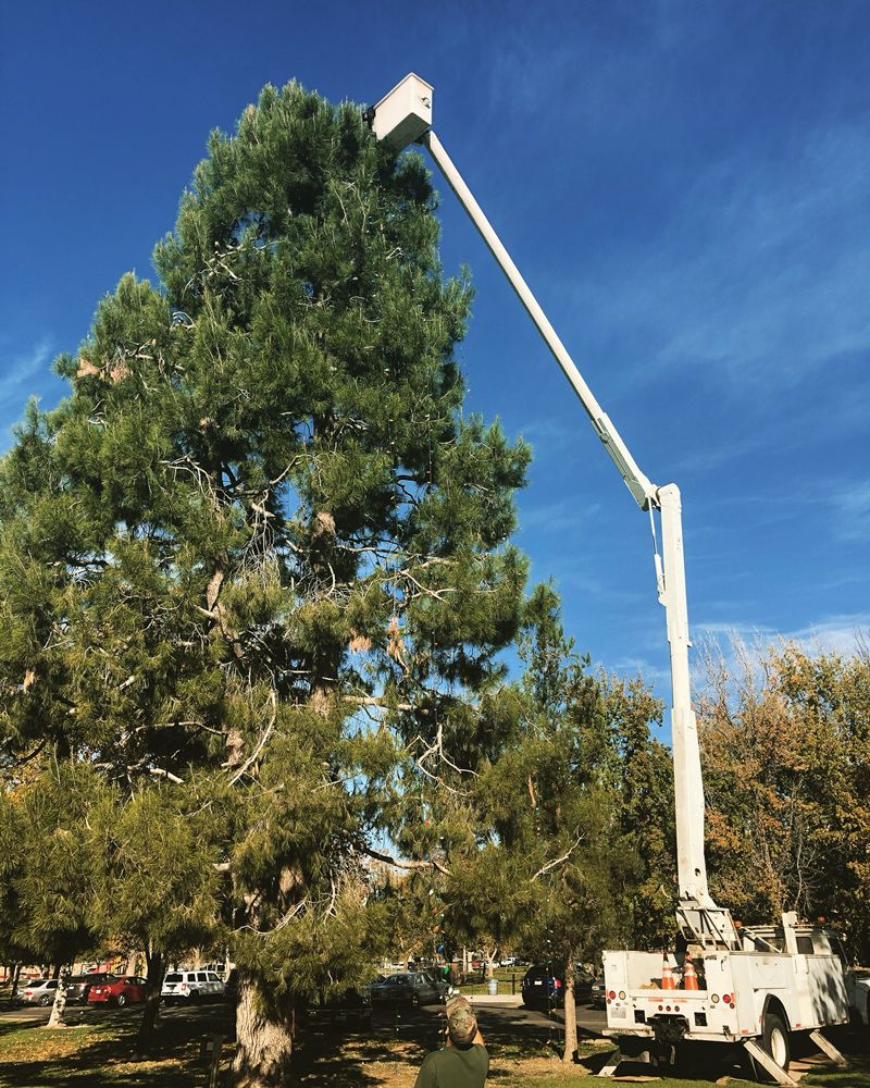DMC Tree Care