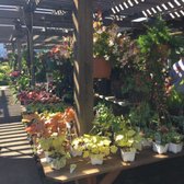 Encinal Nursery 83 Photos 85 Reviews Nurseries Gardening Photo Of Encinal Nursery Alameda Ca United States