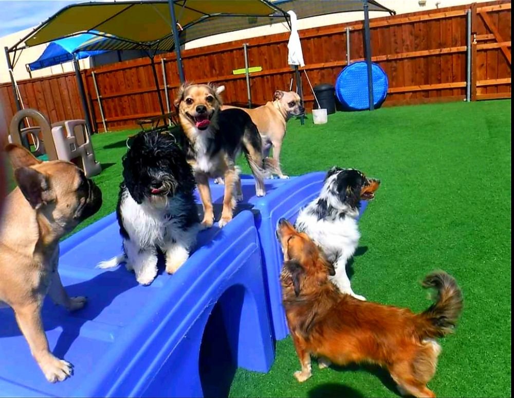 sparta dog daycare
