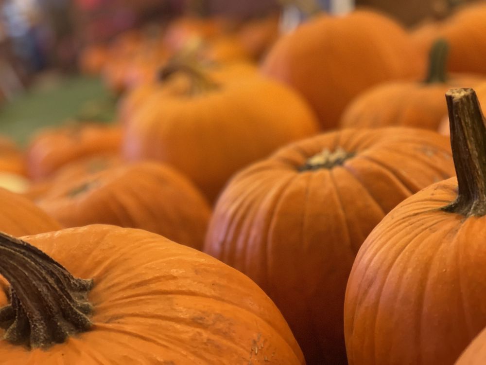 Enchanted Country Pumpkins & Christmas Trees