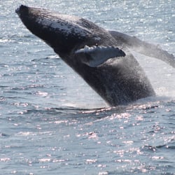 Cape Ann Whale Watch photo