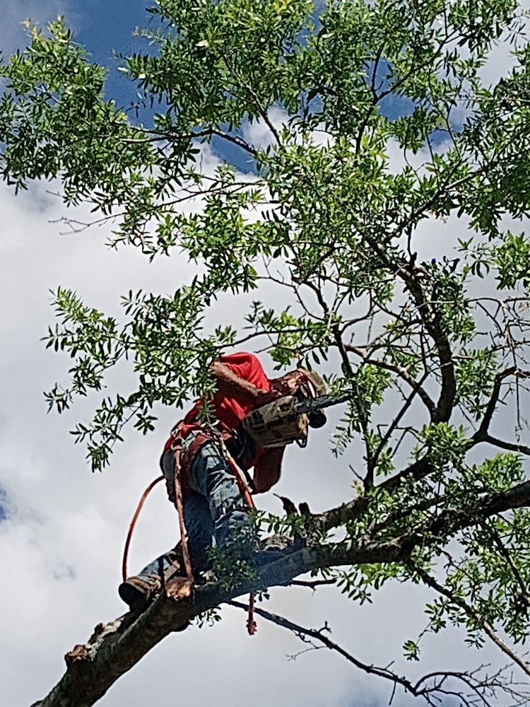 Tate's Tree Service