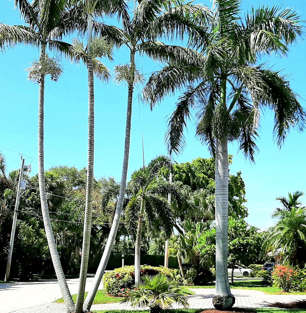 MJ'z Tree and Landscaping Service