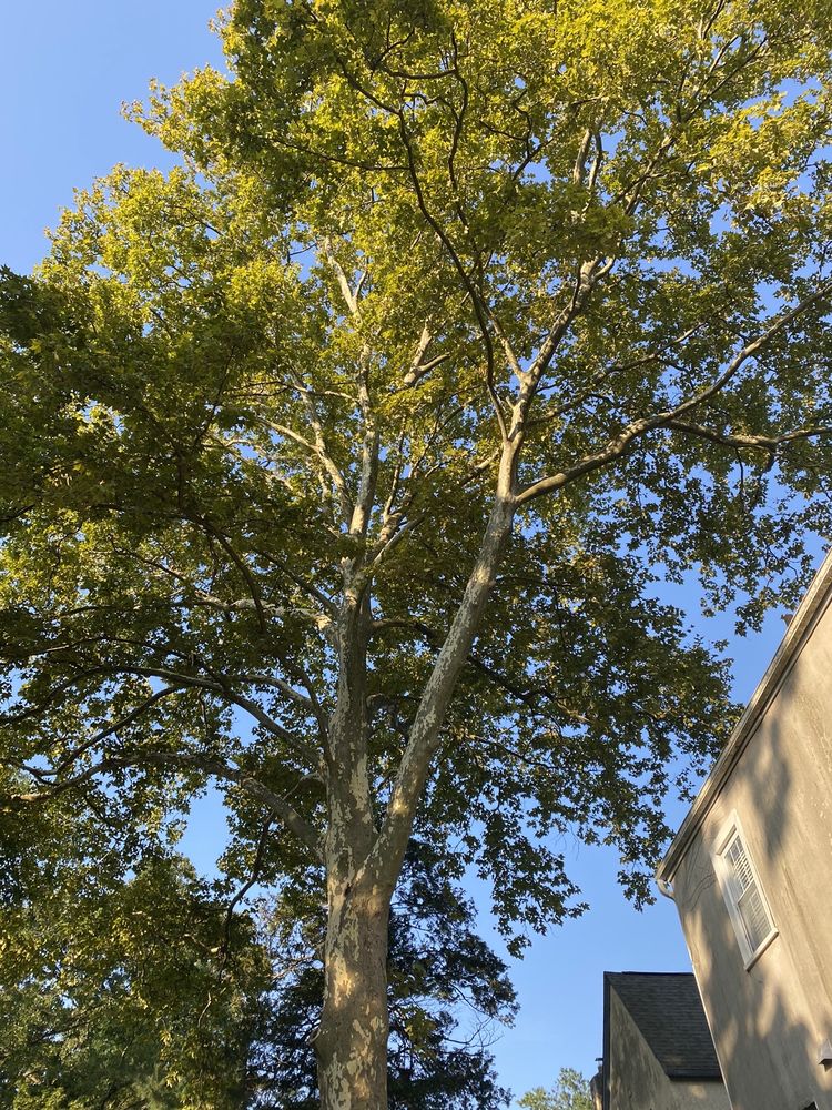 Eddies Tree & Landscaping