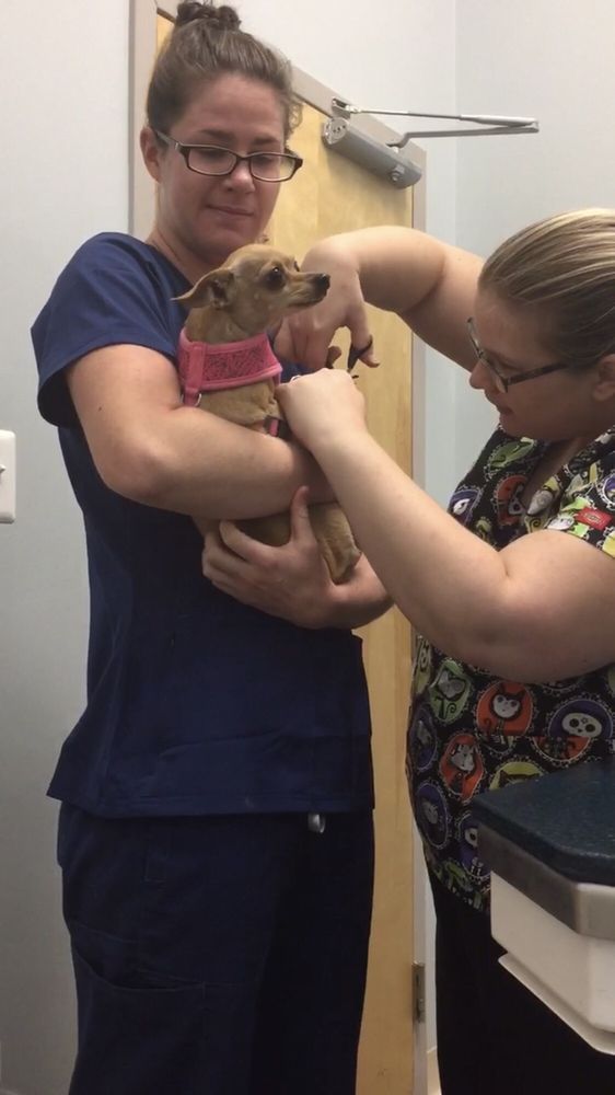 Lansdowne Animal Hospital