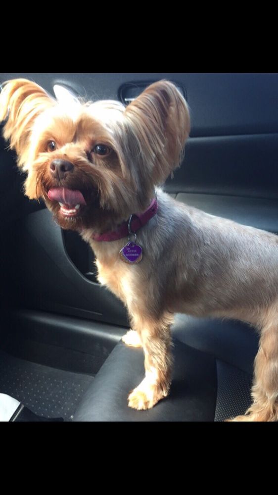Good Dog Grooming Houston Tx Good Dog Grooming Houston Tx