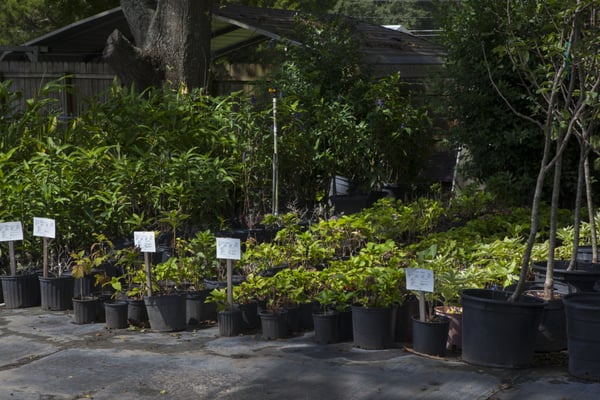 Ty Nursery 4723 Us Highway 82 W Ga Nurseries Ty Nursery 4723 Us Highway 82 W Ga Nurseries