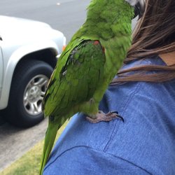 parrot sitter