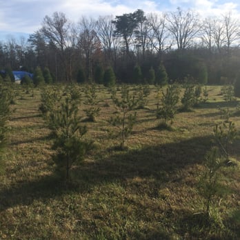 country loving christmas tree farm 11 photos christmas country loving christmas tree farm 11 photos christmas