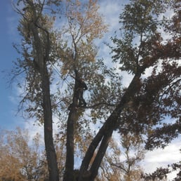 jeff s tree service nsw photo of marc s tree service wichita ks united states jeff photos for yelp jeff s tree service nsw photo of marc s tree service wichita ks united states jeff photos for yelp