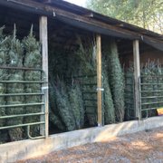 photo of country cove christmas tree farm murfreesboro tn united states - Country Cove Christmas Tree Farm photo of country cove christmas tree farm murfreesboro tn united states - Country Cove Christmas Tree Farm