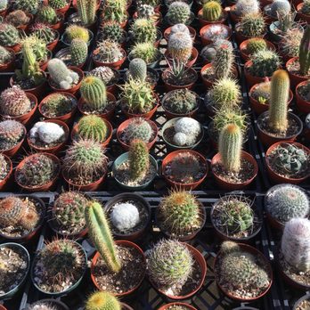 Sunset Nursery 198 Photos 242 Reviews Nurseries Gardening Photo Of Sunset Nursery Los Angeles Ca United States Cacti Succulents