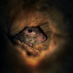 Dupont Circle Rat Sanctuary - 40 Reviews - Parks - 9 Dupont Cir NW