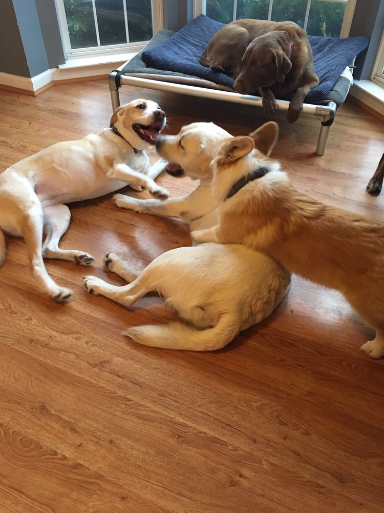 Mommy and Me Pet Care - Dog Walkers - 105 Jennings Ct SE, Leesburg, VA