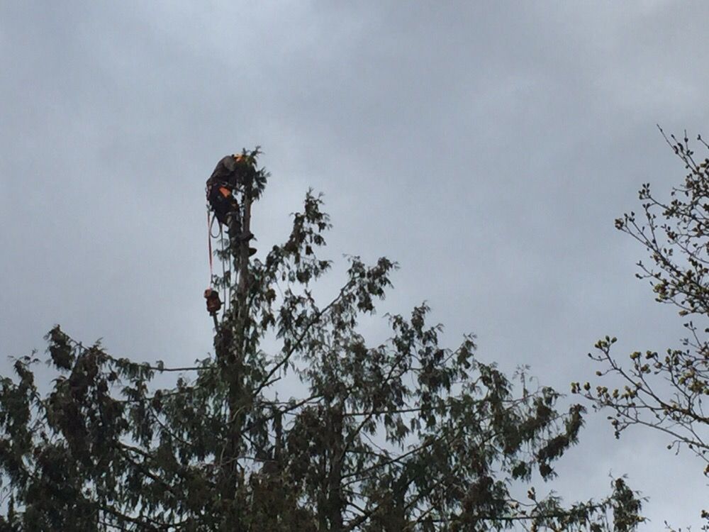 Ken's Tree Service LLC