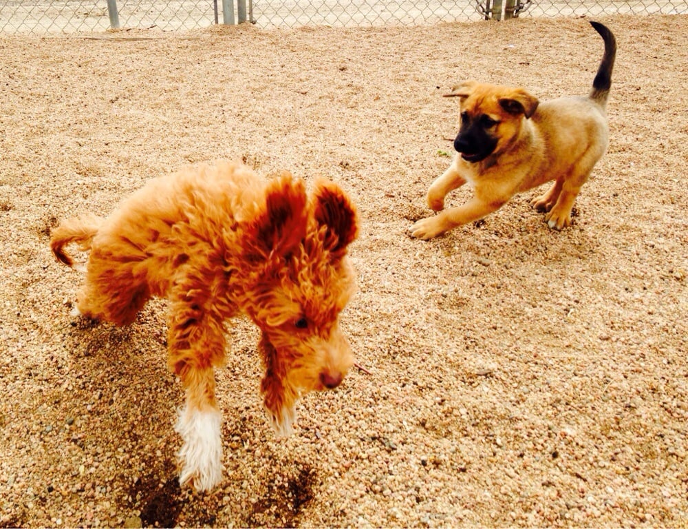 colorado-dog-academy-83-photos-40-reviews-pet-sitting-12180