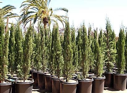 Green Acres Nursery
