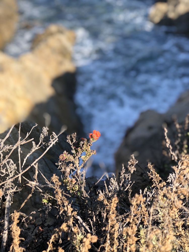 RV Rentals in Pacific Grove, CA Point Lobos State Natural Reserve