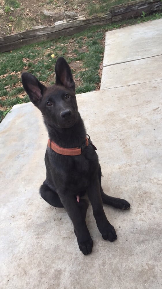 Canyon Crest Animal Hospital 5225 Canyon Crest Dr Ste 75 Riverside Ca 92507