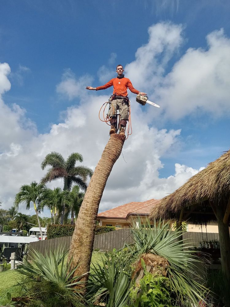 Mansfield Tree Service