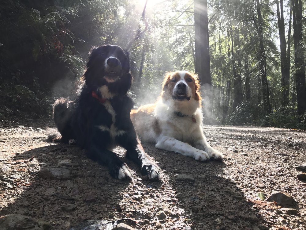 Mobile Dog Grooming Novato Ca Mobile Dog Grooming Novato Ca