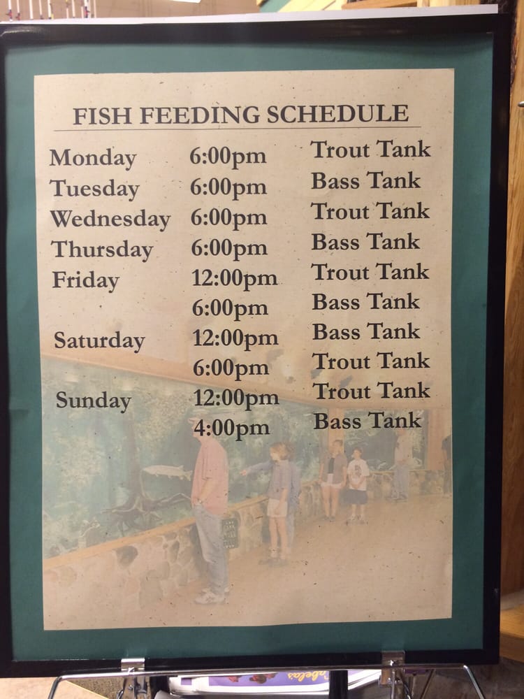 feeding schedule
