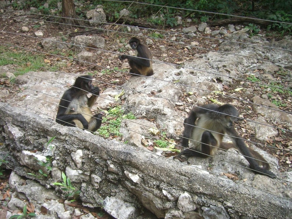 Tulum Monkey Sanctuary Zoos Coba 6, Tulum, Quintana Roo, Mexico