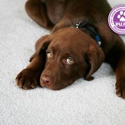 Masterclean Carpet Upholstery Cleaning 32 Photos Bayside Chem Dry