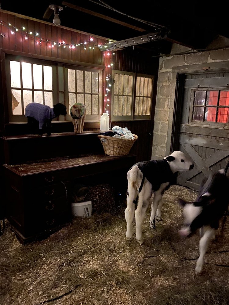 Rose Bridge Farm & Sanctuary