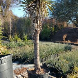 Mike S Garden Centers 13 Reviews Nurseries Gardening 555 E Photo Of Mike S Garden Centers Southlake Tx United States
