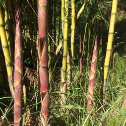 Tradewinds Bamboo Nursery 12 Photos Nurseries Gardening Photo Of Tradewinds Bamboo Nursery Gold Beach Or United States