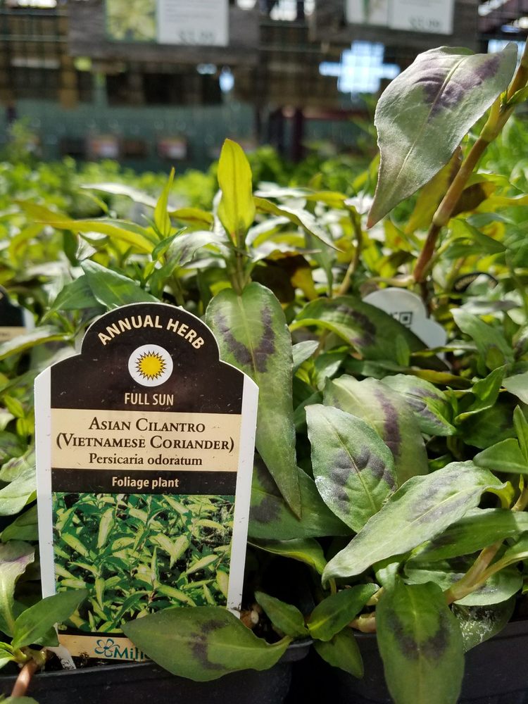 Wallitsch Garden Center 10 Photos Nurseries & Gardening 2608 Hikes Ln, Louisville, KY