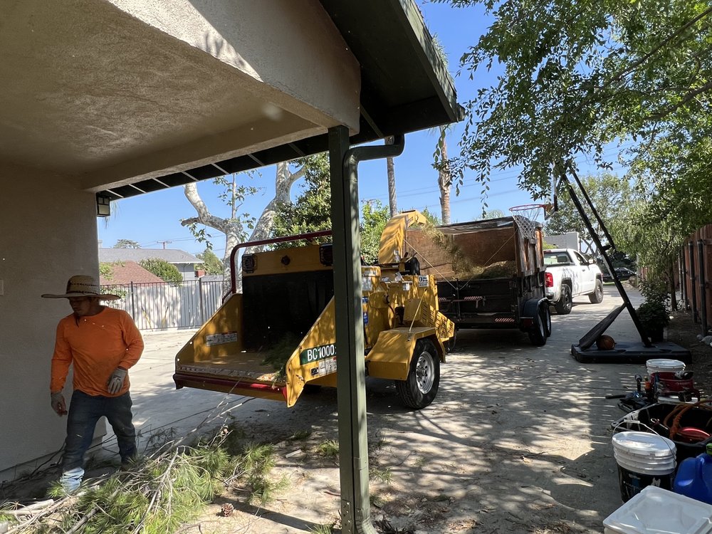 Alex Reyes Tree Services
