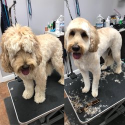 dog groomers oceanside dog groomers oceanside