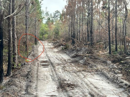 Suwannee River Forestry Inc