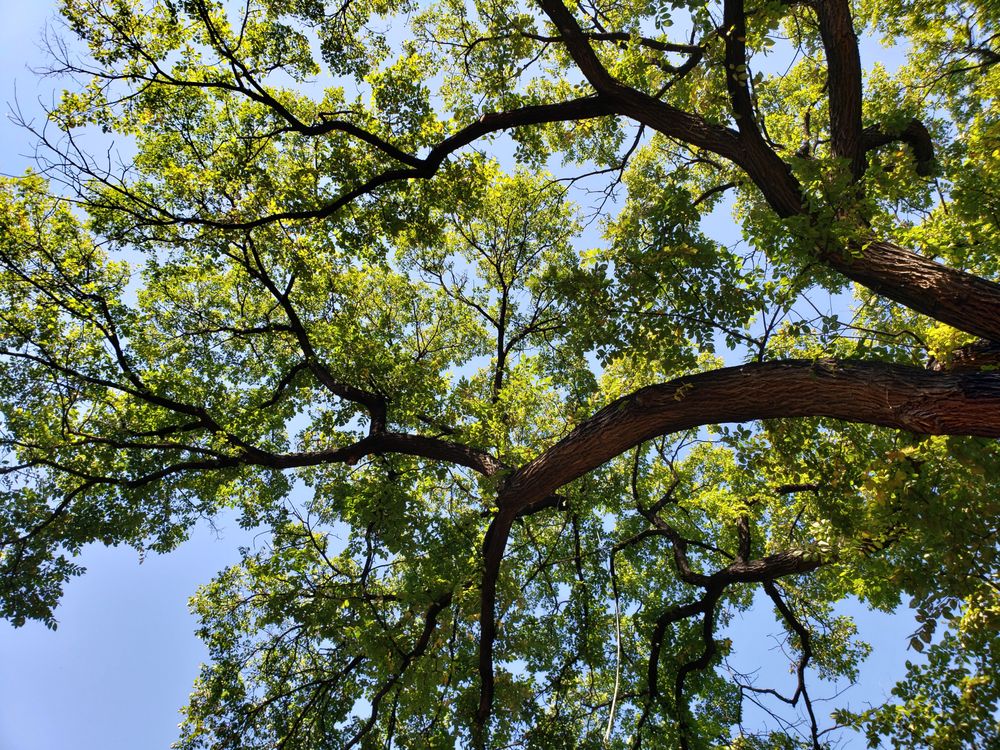 High Plains Tree Works