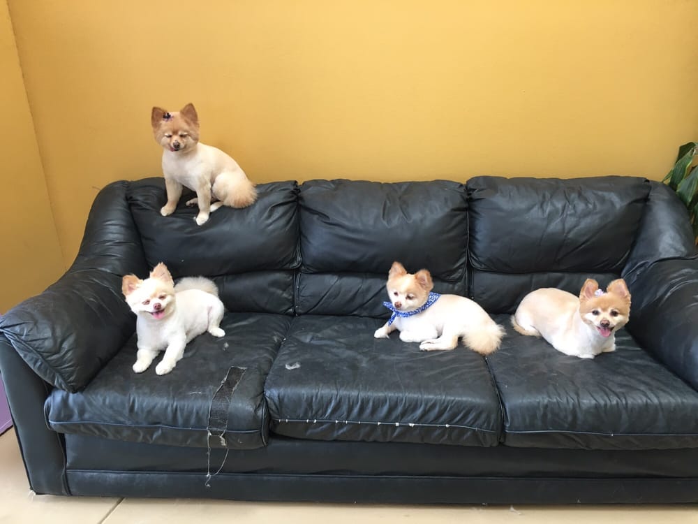 Barkingham Pet Hotel California 46 Photos & 66 Reviews Pet Boarding