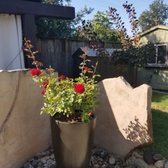 Westurf Nursery 21 Photos 32 Reviews Nurseries Gardening Photo Of Westurf Nursery Modesto Ca United States