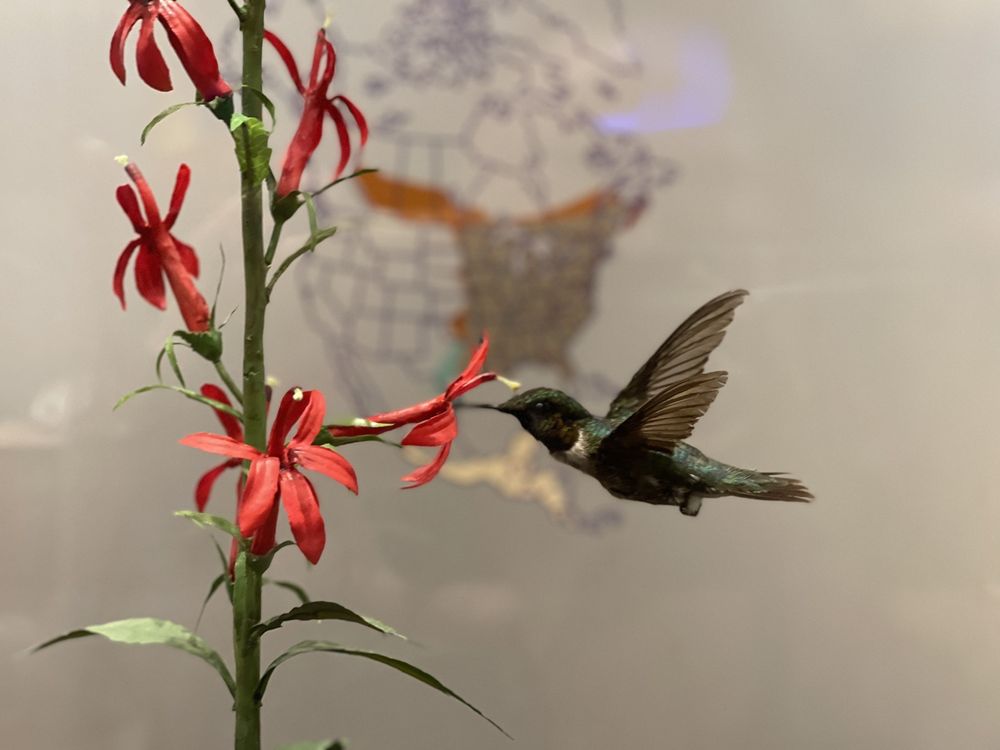 North Carolina Museum of Natural Sciences