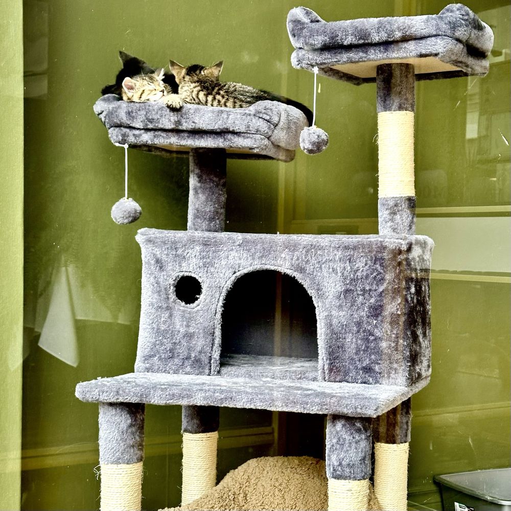 Niagara Falls Cat Cafe