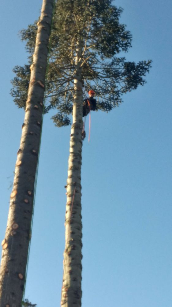 Bellingham Tree Tech and Care