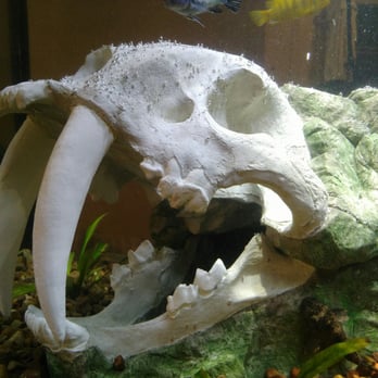 Polly S Pet Shop Universal City Polly S Pet Shop Universal City